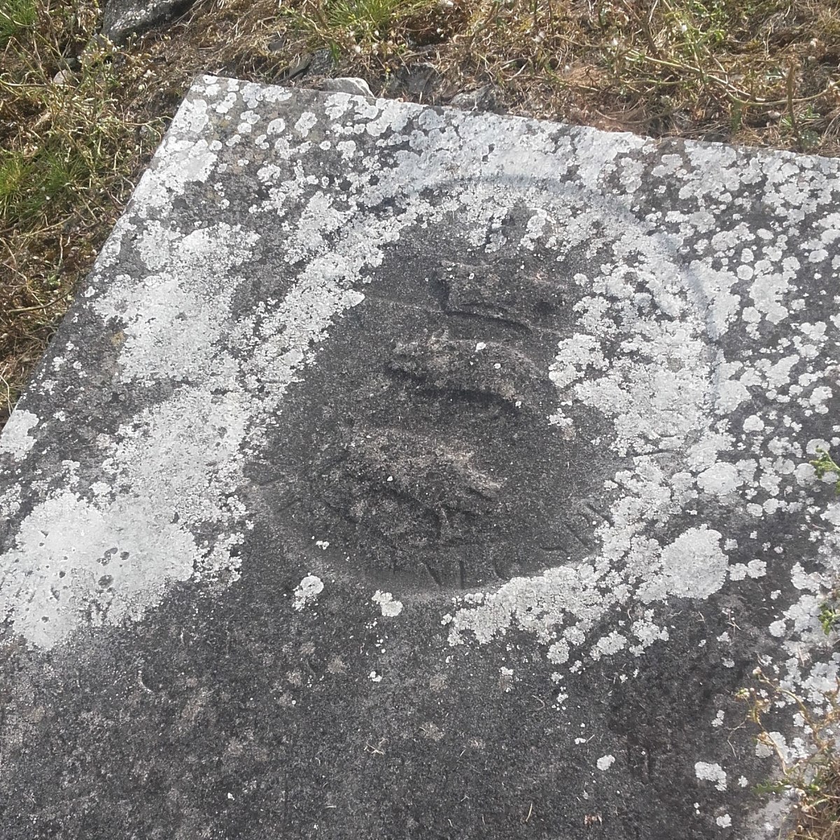 The Savage Pigs of&nbsp;Tulla